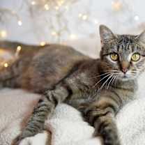 adopt-pet