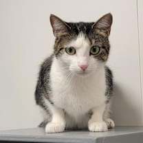 Thumbnail photo of Joy #1