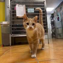 Thumbnail photo of Wonder Boy #1