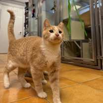 Thumbnail photo of Wonder Boy #2