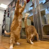 Thumbnail photo of Wonder Boy #3