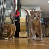 Thumbnail photo of Wonder Boy #4