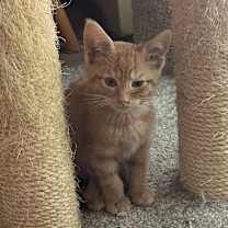 Thumbnail photo of Carrot #2