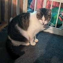 Thumbnail photo of Serendipity #3