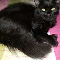 Thumbnail photo of Lewis #3
