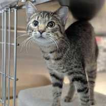 Thumbnail photo of ELSA #1