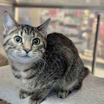 Thumbnail photo of ELSA #2