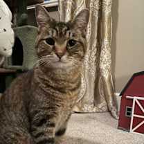 Thumbnail photo of Lincoln #1
