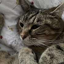 Thumbnail photo of Lincoln #2