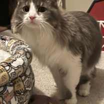 Thumbnail photo of Lennox #1