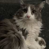Thumbnail photo of Lennox #2