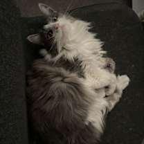 Thumbnail photo of Lennox #3
