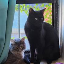 Thumbnail photo of Robin #3