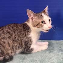 Thumbnail photo of Tippie #2