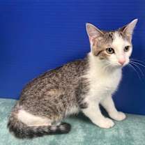 Thumbnail photo of Tippie #3