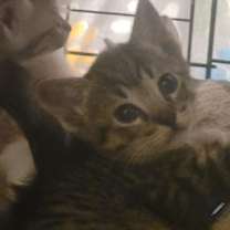 Thumbnail photo of Kiki #2