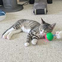 Thumbnail photo of Pepper Jack #4