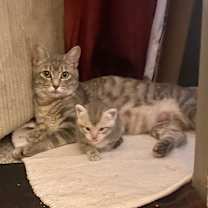 Thumbnail photo of Momma Mia #1
