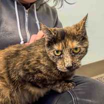 Thumbnail photo of Maggie #2