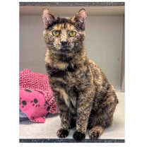 Thumbnail photo of Maggie #3