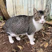 Thumbnail photo of Lola #2