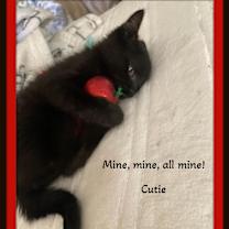 Thumbnail photo of Cutie - Be my friend? #3