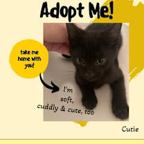 Thumbnail photo of Cutie - Be my friend? #4