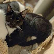 Thumbnail photo of Sadie #1
