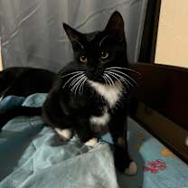 Thumbnail photo of Sadie #2
