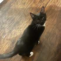 Thumbnail photo of Sadie #4