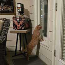 Thumbnail photo of Tommy #3