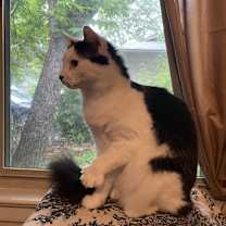 Thumbnail photo of Miss Kitty #1