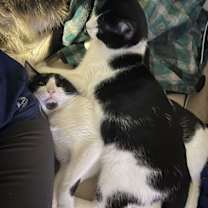 Thumbnail photo of Zoro #2