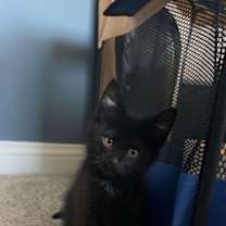 Thumbnail photo of Cheerio and Charm #2