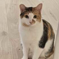 Thumbnail photo of Callie #1