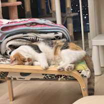 Thumbnail photo of Callie #2