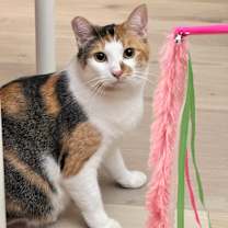 Thumbnail photo of Callie #3