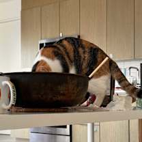 Thumbnail photo of Callie #4