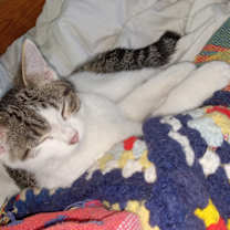 Thumbnail photo of FLIP #3