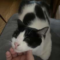 Thumbnail photo of Breyer #2