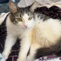 Thumbnail photo of Carson #3