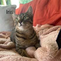 Thumbnail photo of Iris (Bonded with Adonis) #2