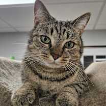 Thumbnail photo of AG aka Amazing Grace #4