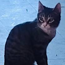 Thumbnail photo of Slim Pickens #1