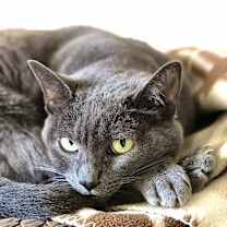 Thumbnail photo of Ms. Muffin #1