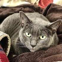 Thumbnail photo of Ms. Muffin #2