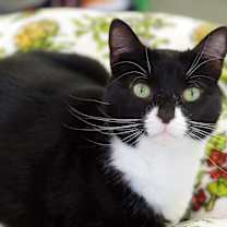 Thumbnail photo of Missy #2