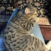Thumbnail photo of Buster #2