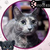 Thumbnail photo of Shreds #1