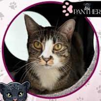 Thumbnail photo of Weeble #1